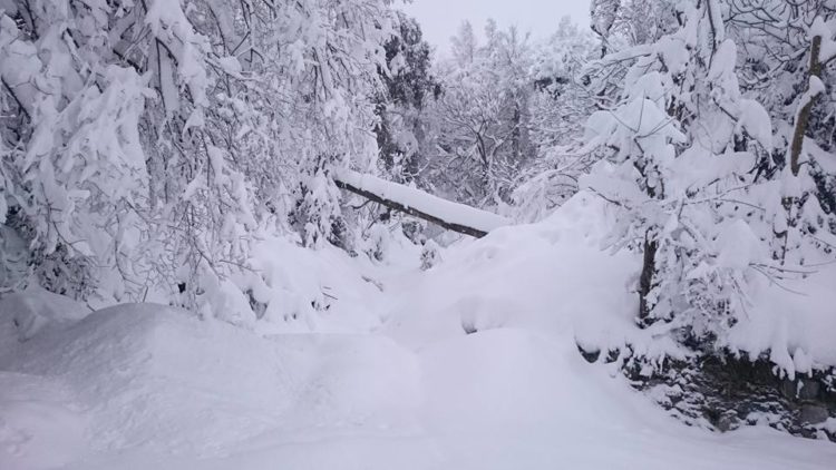 60 cm de neige à Guenzet