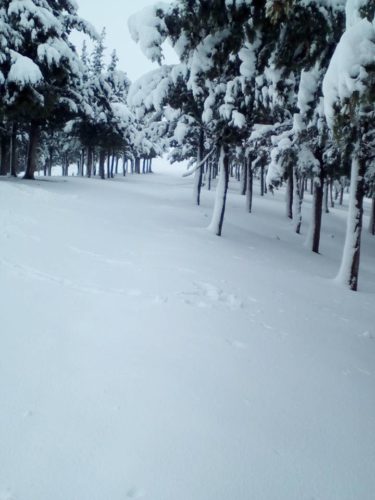 Berrouaghia médéa en neige