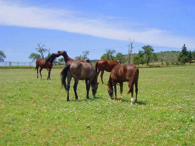 Le centre d'élevage de chevaux Chaouchoua