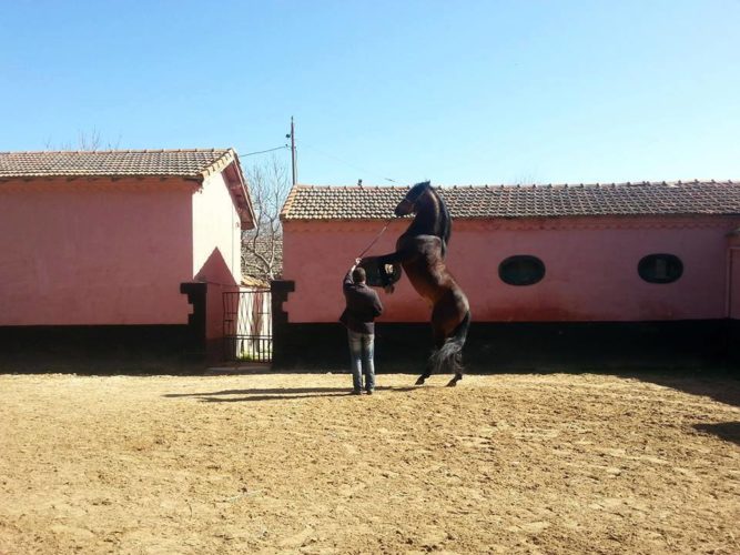 Le centre d'élevage de chevaux Chaouchoua à tiaret