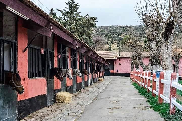 Le centre équin de Chaouchoua