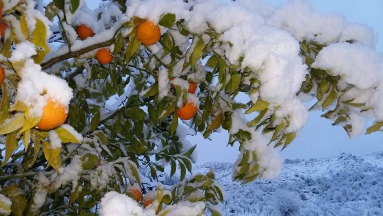 arbre de fruits à sétif sous la neige
