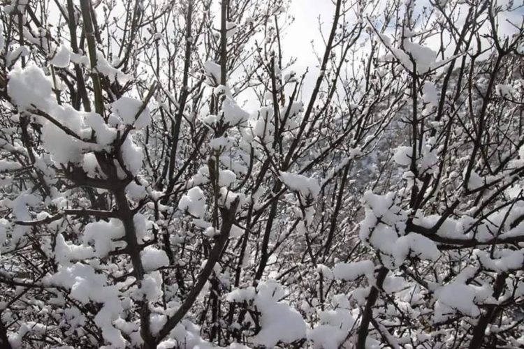 arbre à batna sous la neige