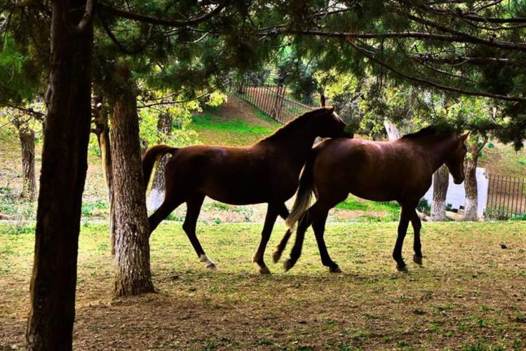 belle photo de 2 chevaux