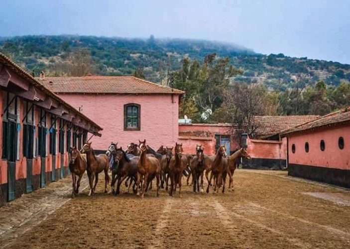 centre équin à l'ouest de l'algérie