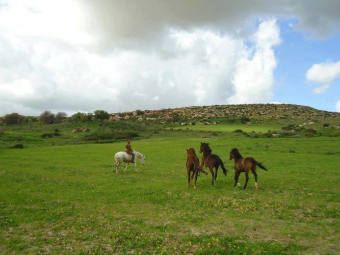 chevaux
