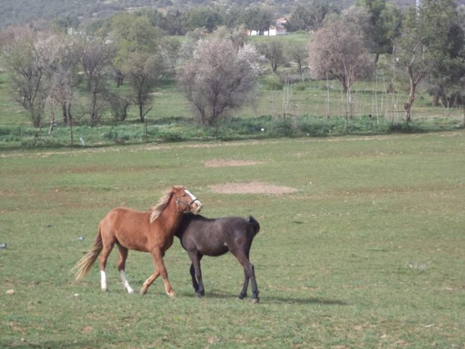 chevaux à tiaret