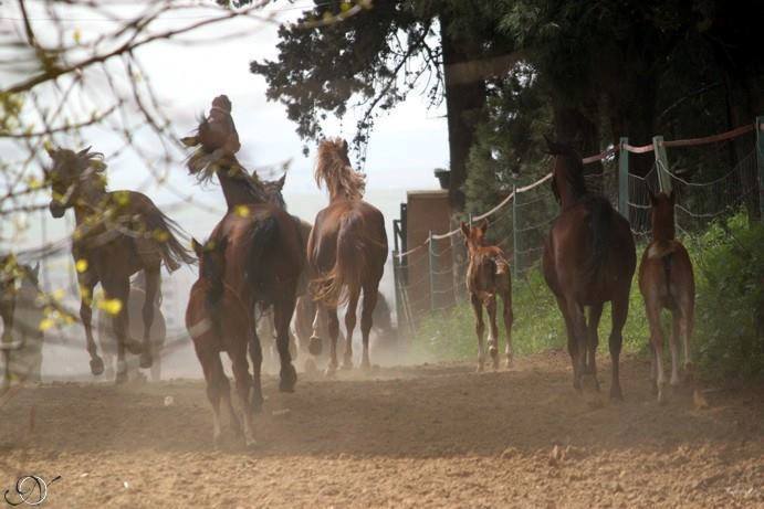 compagnie de chevaux