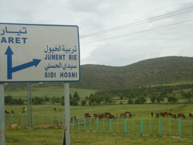 direction pour le centre équin de tiaret