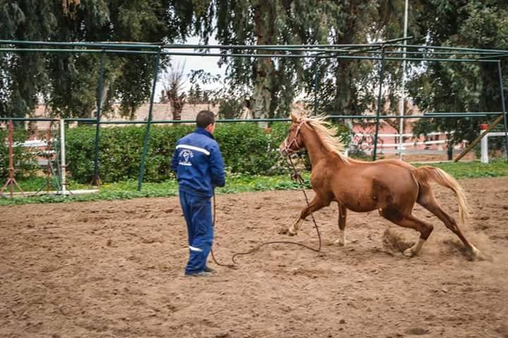 dressage de cheval à tiaret