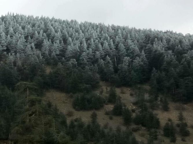 gel de l'eau dans une forêt de Khenchela