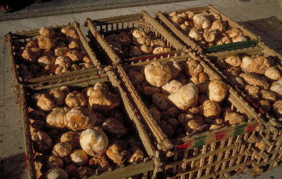 la truffe d'algérie