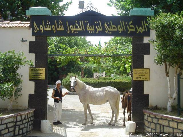 l'entrée Le centre d'élevage de chevaux à tiaret