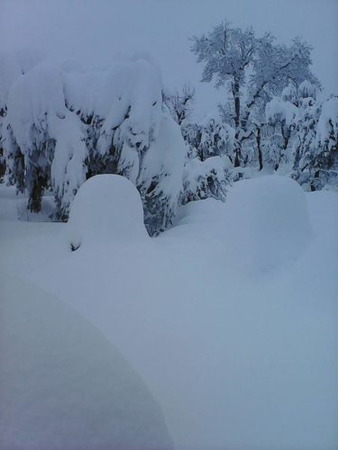 les abeille et la neige