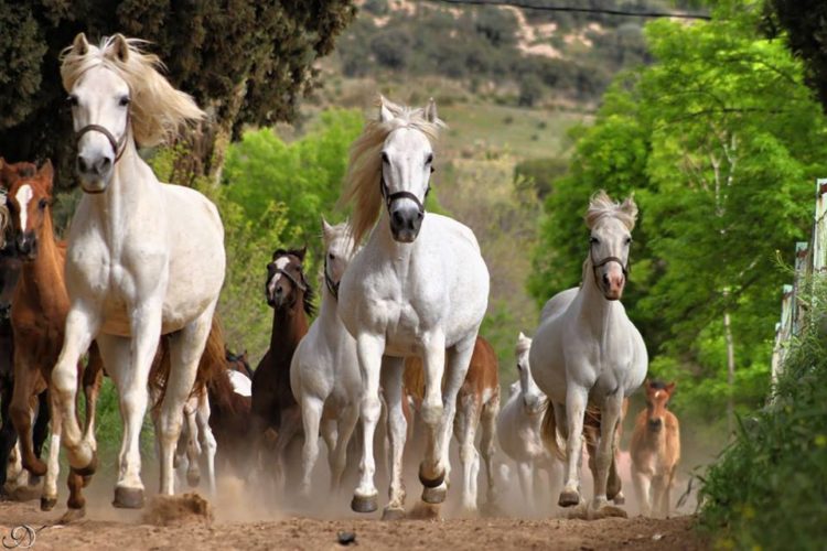 élevage de chevaux dans la ville de tiaret
