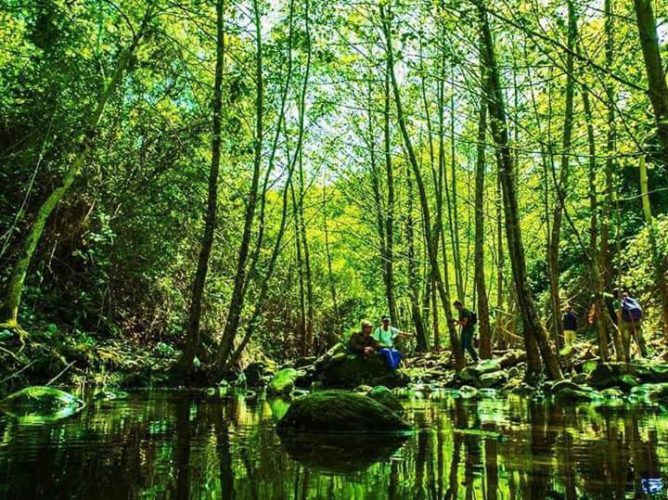 forêt à Seraïdi