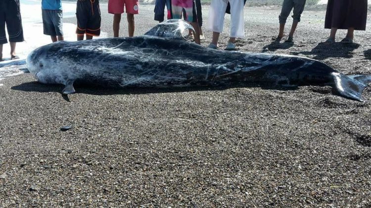 Un baleineau à Tipaza