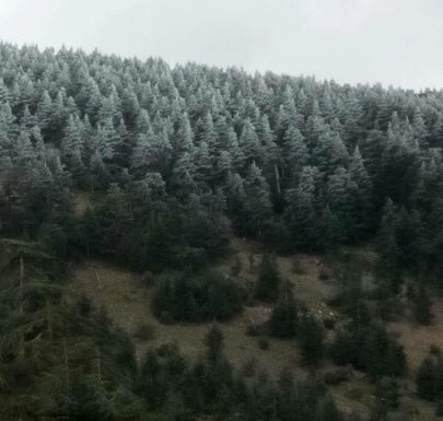 gel de l'eau dans une forêt de Khenchela