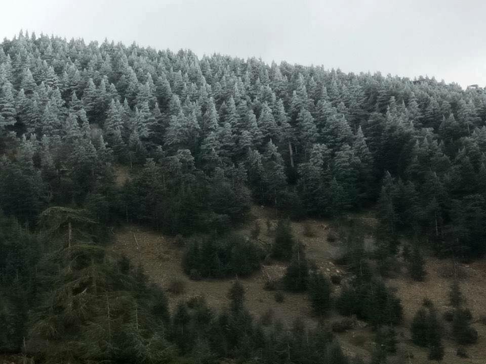 gel de l'eau dans une forêt de Khenchela