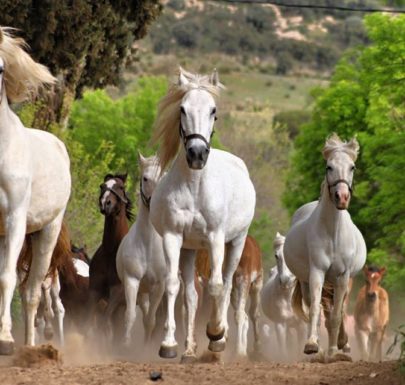 élevage de chevaux dans la ville de tiaret