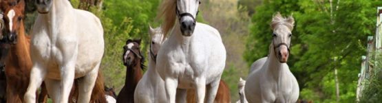 élevage de chevaux dans la ville de tiaret