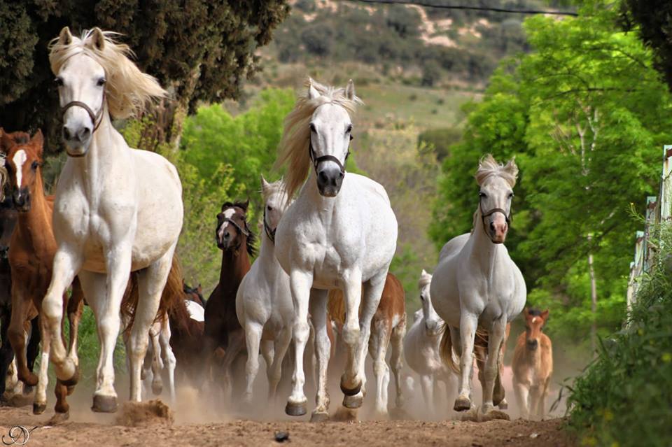 élevage de chevaux dans la ville de tiaret