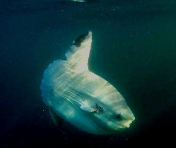 Poisson Lune