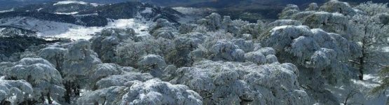 la neige au Parc national de Theniet El Had