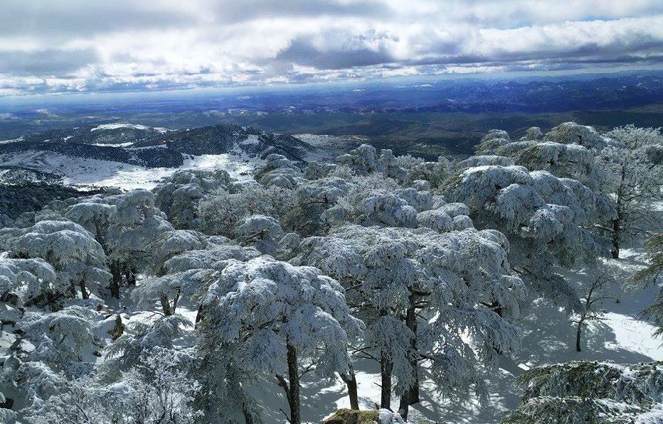 la neige au Parc national de Theniet El Had