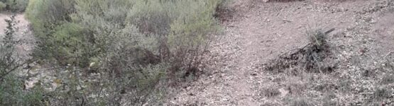 cerf en forêt de l'algérie