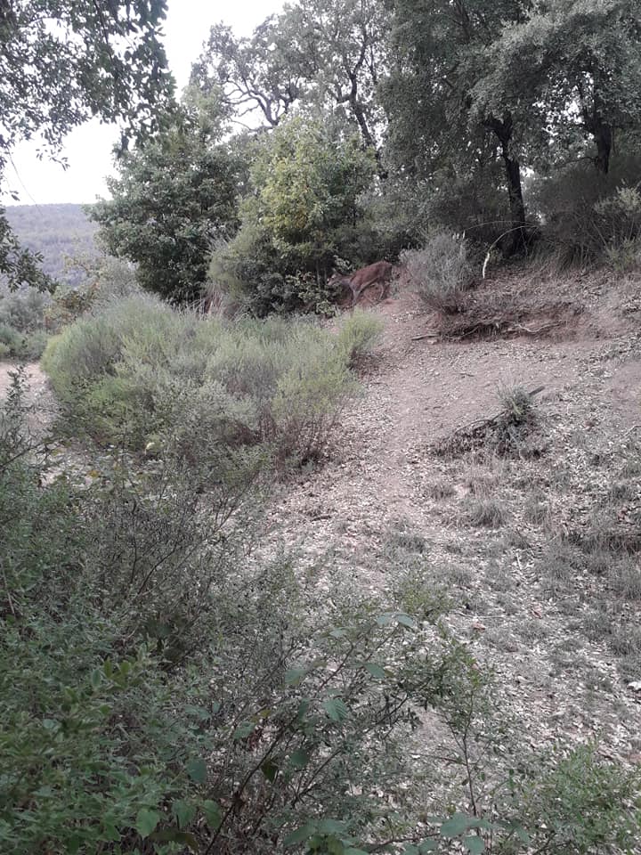 cerf en forêt de l'algérie